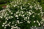 Photo: Ranunculus aconitifolius 3.