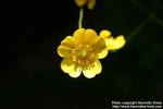 Photo: Ranunculus 3.