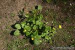 Photo: Ranunculus ficaria 8.