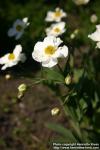 Photo: Ranunculus amplexicaulis 4.