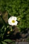 Photo: Ranunculus amplexicaulis 5.