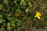 Photo: Ranunculus ficaria 10.