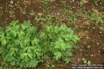 Photo: Ranunculus japonicus.