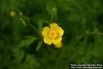 Photo: Ranunculus acris 4.