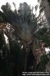 Photo: Ravenala madagascariensis 1.