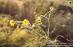 Photo: Ranunculus 2.