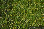 Photo: Ranunculus ficaria 2.