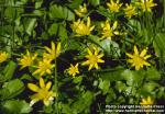 Photo: Ranunculus ficaria 3.