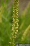 Photo: Reseda luteola 5.