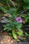 Photo: Rehmannia elata 2.