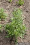 Photo: Reseda alba 0.