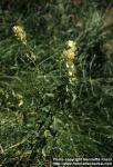 Photo: Rhinanthus serotinus 1.