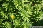 Photo: Rhodiola kirilowii 11.