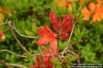 Photo: Rhododendron 5.