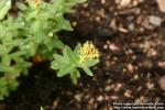 Photo: Rhodiola angusta.