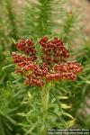 Photo: Rhodiola kirilowii 14.