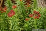 Photo: Rhodiola kirilowii 15.