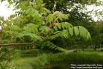 Photo: Rhus typhina 1.