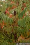 Photo: Rhus typhina 3.