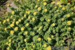 Photo: Rhodiola kirilowii 16.