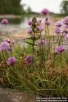 Photo: Rhinanthus serotinus 2.