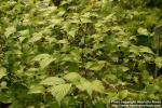 Photo: Rhodotypos scandens.