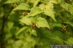 Photo: Rhodotypos scandens 2.