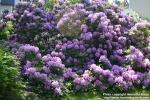 Photo: Rhododendron 8.