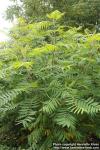 Photo: Rhus typhina 8.