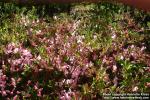 Photo: Rhododendron schlippenbachii 0.