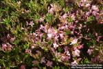 Photo: Rhododendron schlippenbachii 1.