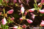 Photo: Rhododendron schlippenbachii 2.