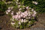 Photo: Rhododendron mucronulatum 0.