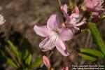 Photo: Rhododendron mucronulatum 1.