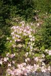 Photo: Rhododendron mucronulatum 2.