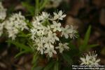 Photo: Rhododendron diversipilosum 1.