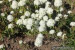 Photo: Rhododendron tomentosum 09.