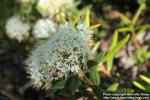 Photo: Rhododendron albiflorum 1.