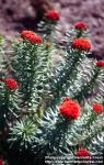 Photo: Rhodiola kirilowii 2.