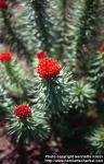 Photo: Rhodiola kirilowii 3.