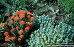 Photo: Rhodiola kirilowii 7.