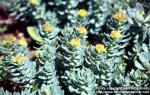 Photo: Rhodiola rosea 10.