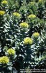 Photo: Rhodiola rosea 8.