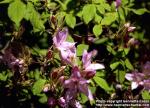 Photo: Rhododendron reticulatum 3.