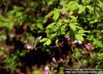 Photo: Rhododendron reticulatum 4.