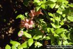 Photo: Rhododendron reticulatum.