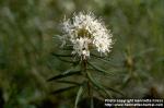 Photo: Rhododendron tomentosum 1.