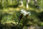 Photo: Rhododendron tomentosum 2.