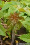 Photo: Ricinus communis 6.