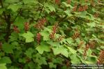 Photo: Ribes sanguineum 2.